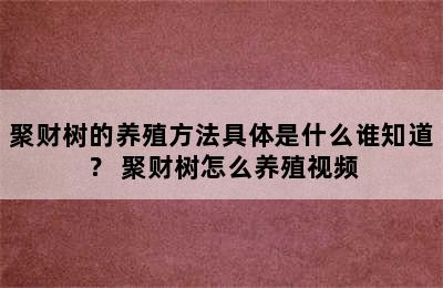 聚财树的养殖方法具体是什么谁知道？ 聚财树怎么养殖视频